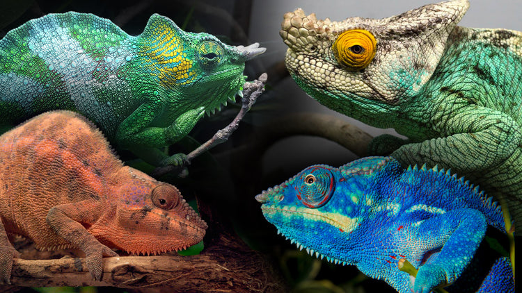 Chameleon Labels