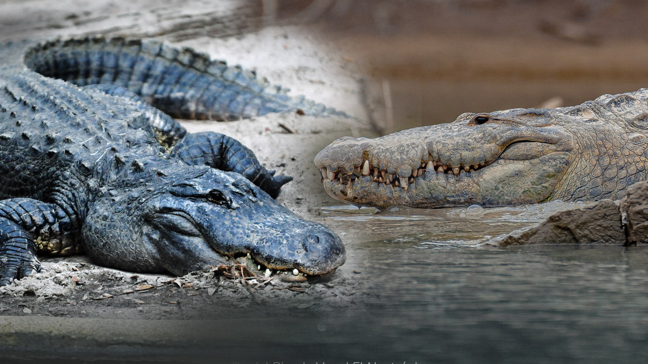 Crocodilian Labels