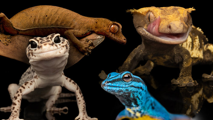 Gecko Labels