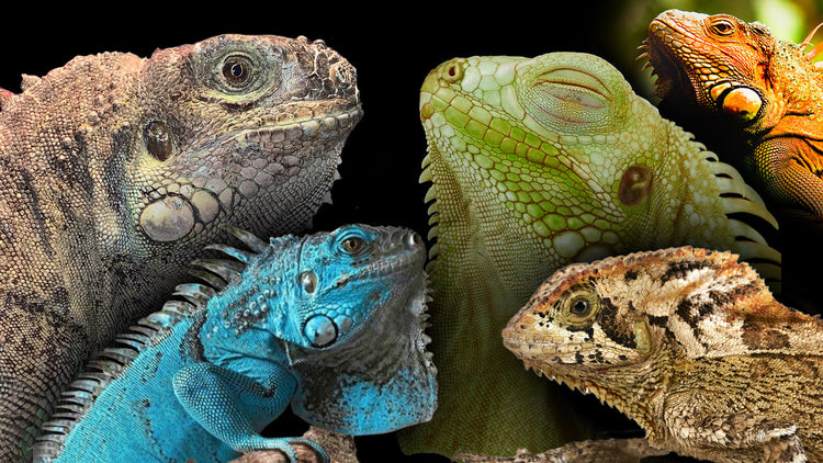 Iguana Labels