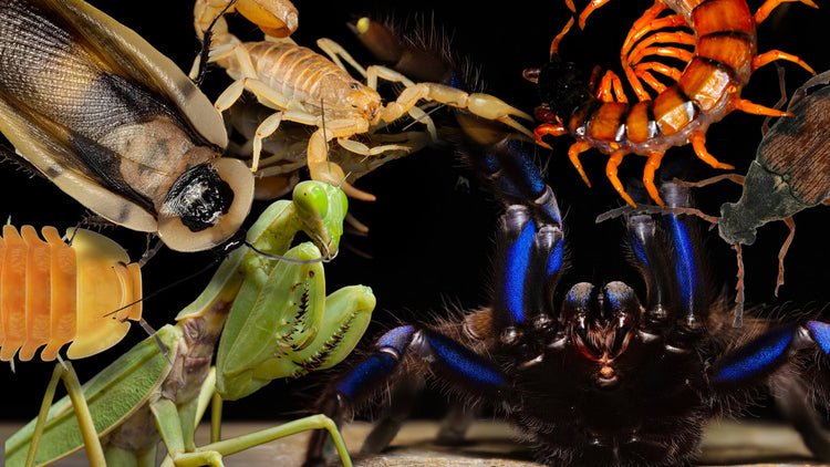 Invertebrate Labels