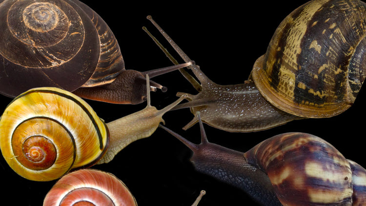 Land Snails & Slug Labels