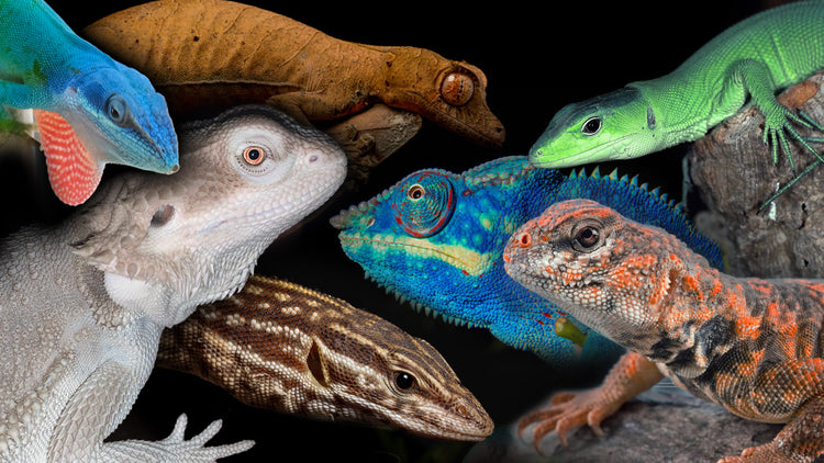 Lizard Labels
