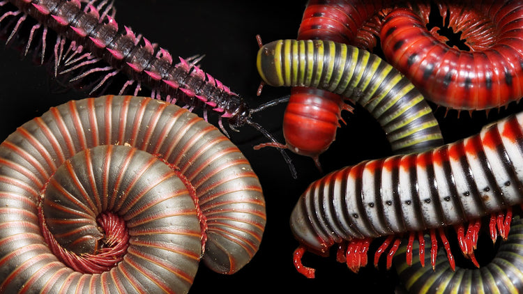 Millipede Labels