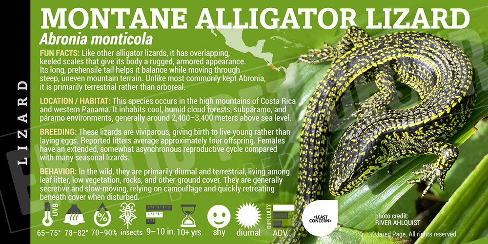 Abronia monticola 'Montane Alligator' Lizard label