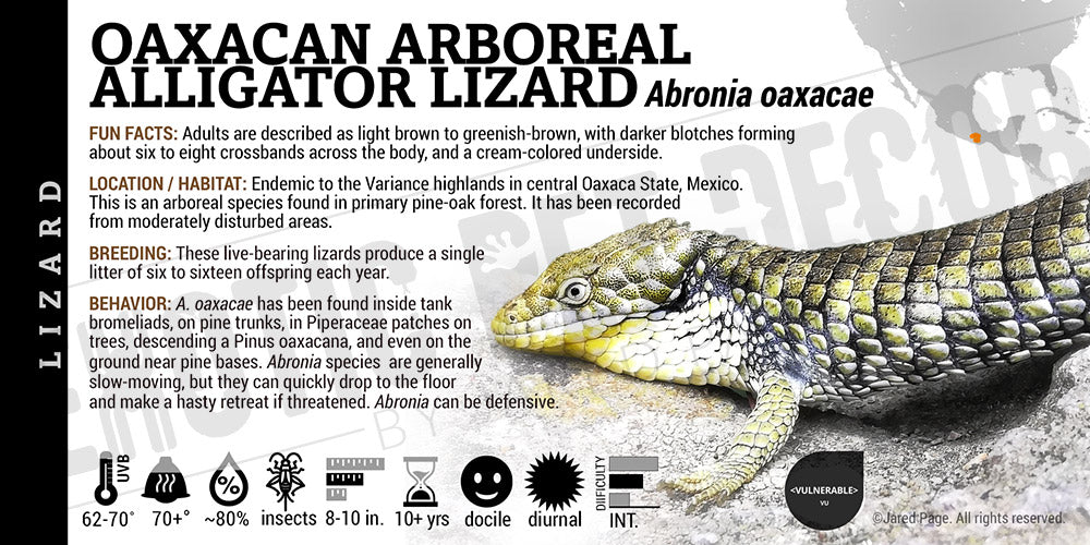 Abronia oaxacae 'Oaxacan Arboreal Alligator' Lizard label