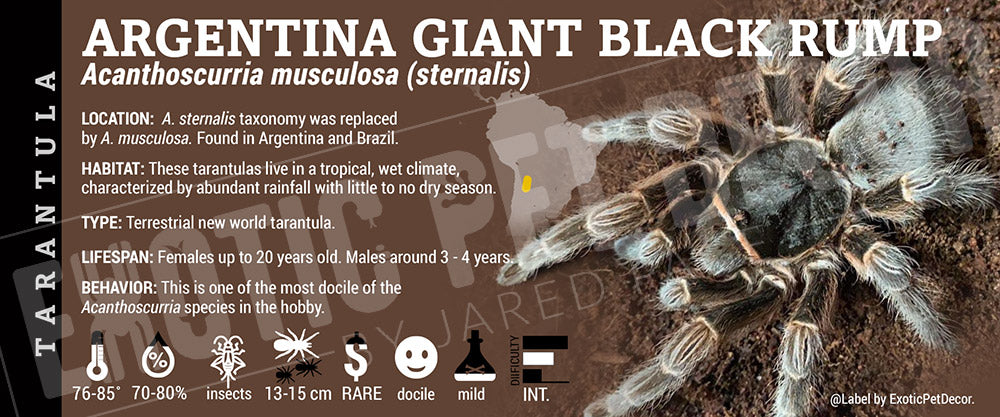 Acanthoscurria musculosa (sternalis) 'Argentina Giant Black Rump' Tarantula label