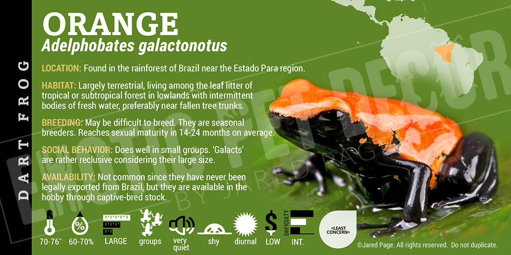 Adelphobates galactonotus 'Orange' Dart Frog Label