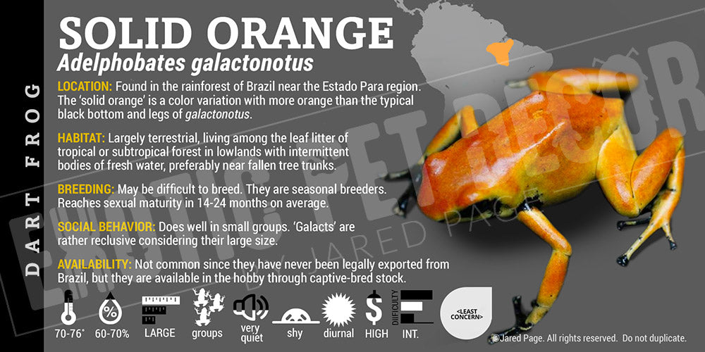 Adelphobates galactonotus 'Orange' Dart Frog Label