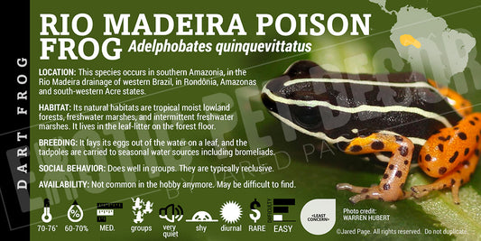 Adelphobates quinquevittatus 'Rio Madeira Poison Frog' Label