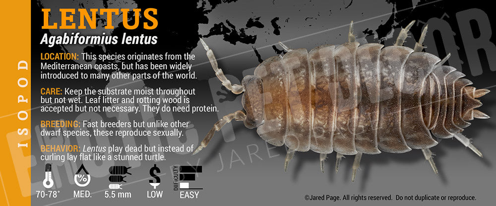 Agabiformius lentus isopod label