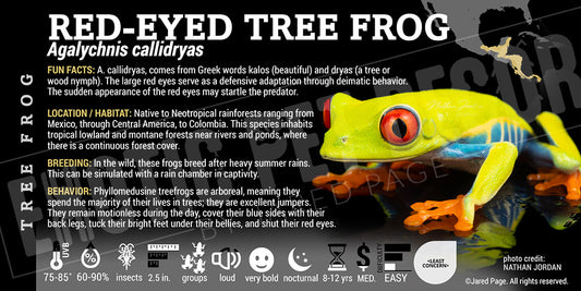 Agalychnis callidryas 'Red Eye Tree Frog'