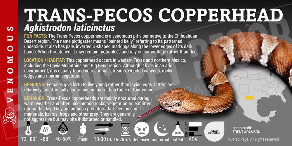 Agkistrodon laticinctus 'Trans-Pecos Copperhead' snake label