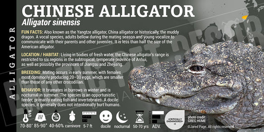 Alligator sinensis 'Chinese Alligator'