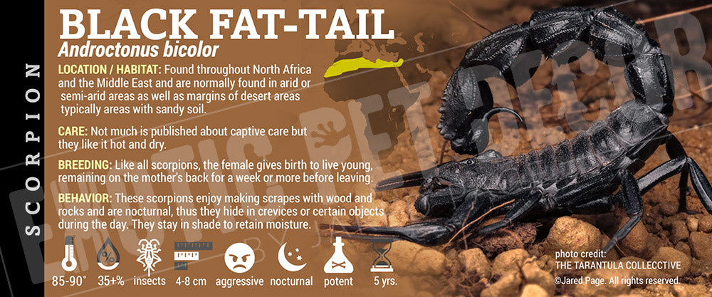 Androctonus bicolor 'Black Fat-tail' Scorpion label