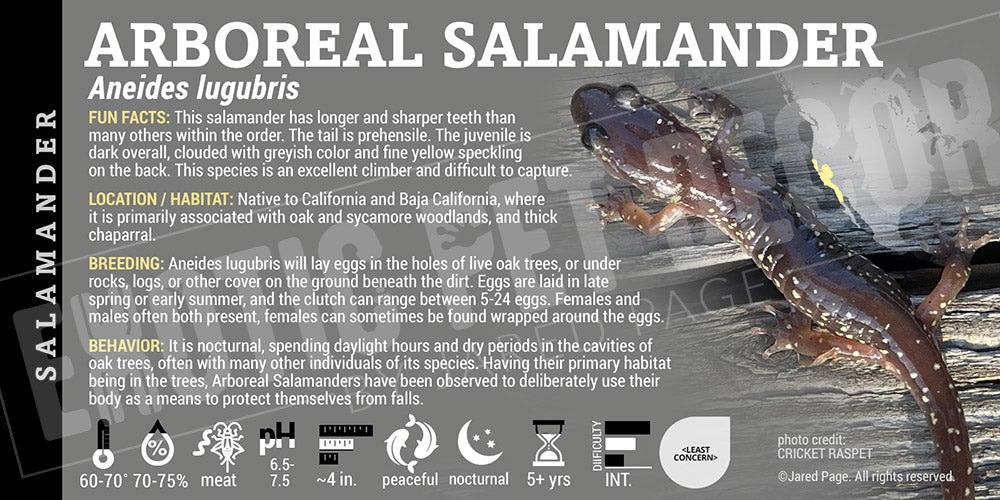 Aneides lugubris 'Arboreal Salamander' label