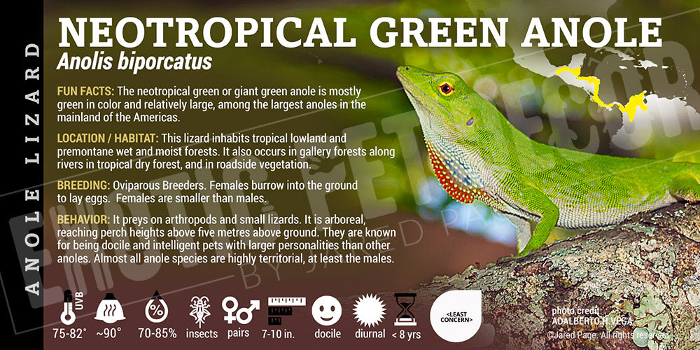 Anolis biporcatus 'Neotropical Green' Anole