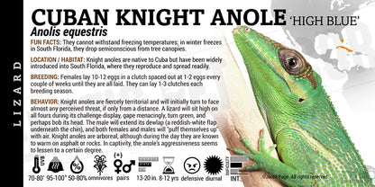 Anolis equestris 'Cuban Knight' Anole