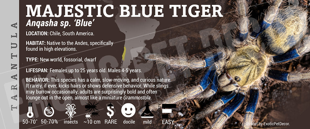 Anqasha sp. Blue 'Majestic Blue Tiger' Tarantula label