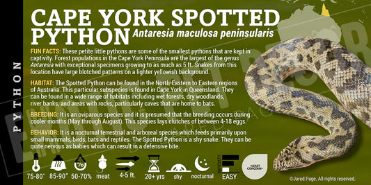 Antaresia maculosa peninsularis 'Cape York Spotted' Python