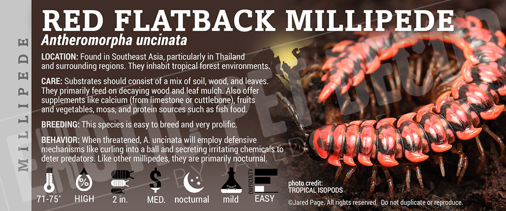 Antheromorpha uncinata 'Red-Flatback' Millipede label