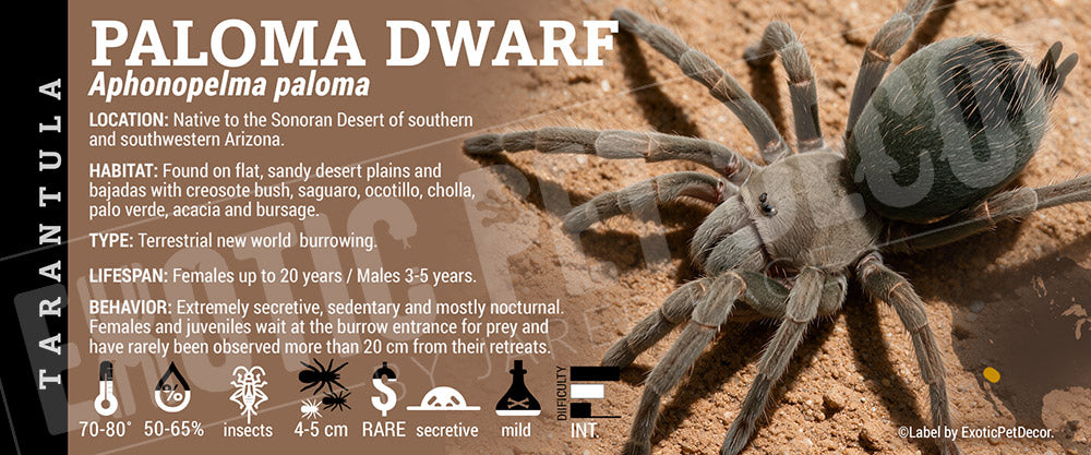 Aphonopelma paloma 'Paloma Dwarf' Tarantula label