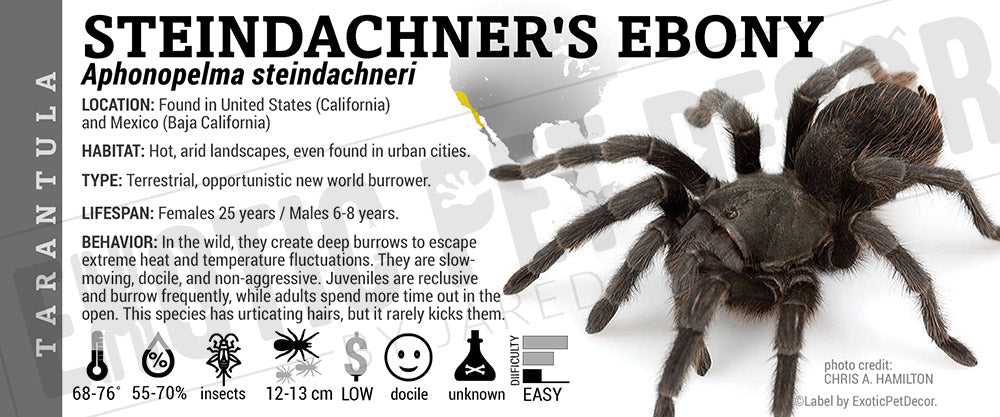 Aphonopelma steindachneri 'Steindachner's Ebony' Tarantula label