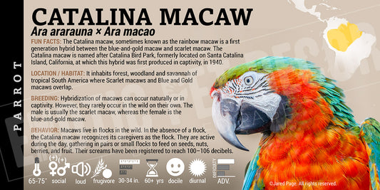 Ara ararauna × Ara Macao 'Catalina Macaw'
