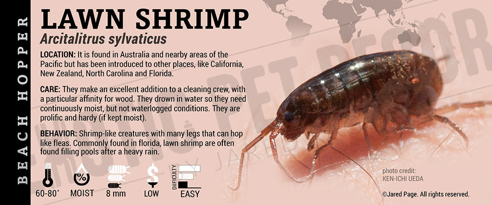 Arcitalitrus sylvaticus 'Lawn Shrimp' feeder label