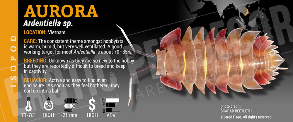 Ardentiella sp. (ex. Merulanella) 'Aurora' isopod label