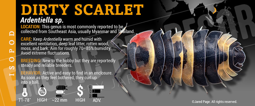 Ardentiella sp. 'Dirty Scarlet' isopod label