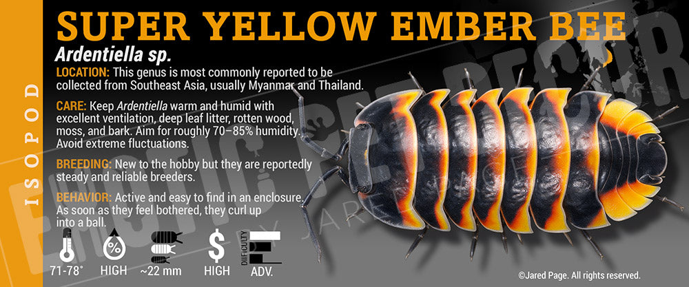 Ardentiella sp. 'Super Yellow Ember Bee' isopod label
