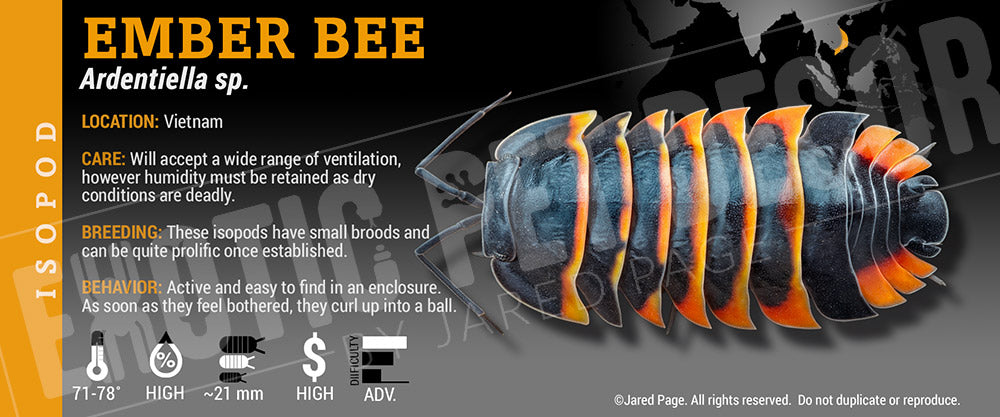 Ardentiella sp. (ex. Merulanella) 'Ember Bee' isopod label