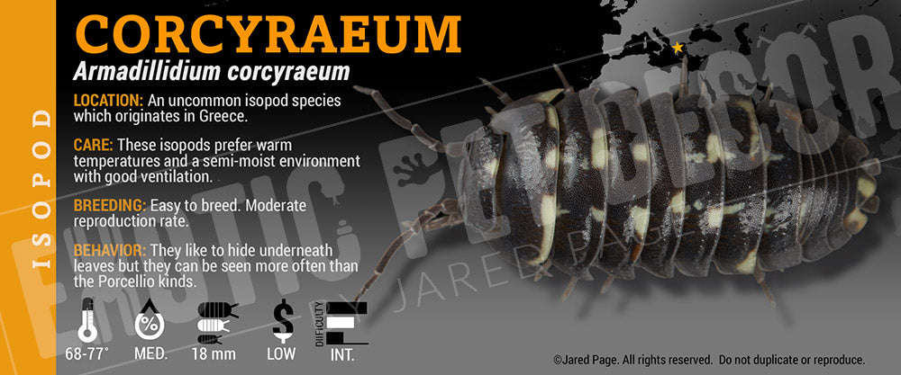 Armadillidium corcyraeum isopod label