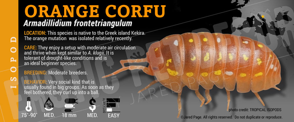 Armadillidium frontetriangulum 'Orange Corfu' isopod label