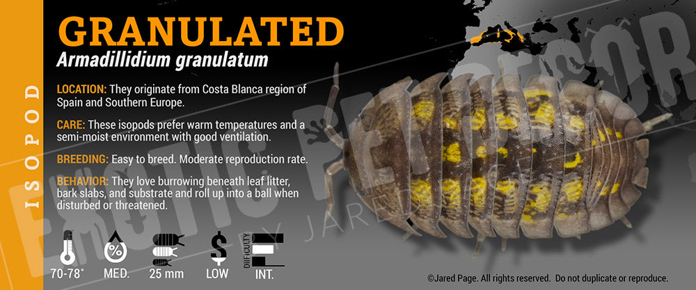 Armadillidium granulatum 'Granulated' isopod label
