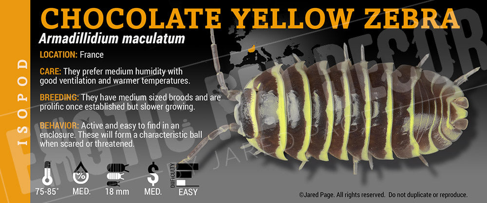 Armadillidium maculatum 'Zebra' isopod label