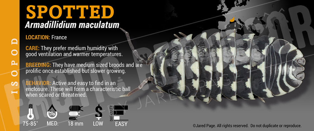 Armadillidium maculatum 'Zebra' isopod label