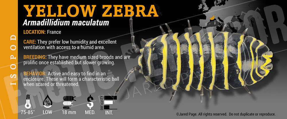 Armadillidium maculatum 'Zebra' isopod label
