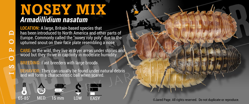 Armadillidium nasatum 'Nosey MIx' isopod label