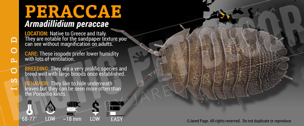 Armadillidium peraccae isopod label