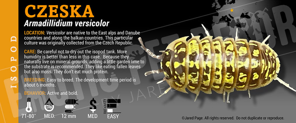 Armadillidium versicolor isopod label