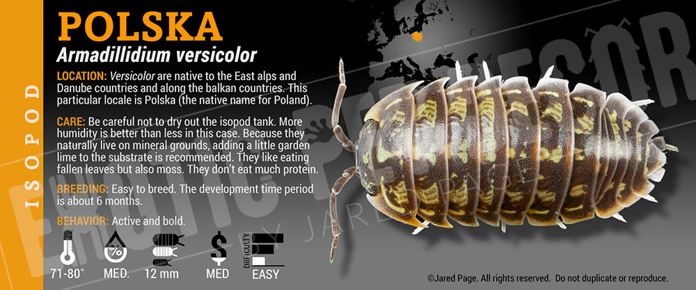 Armadillidium versicolor isopod label