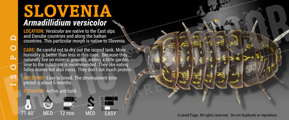 Armadillidium versicolor isopod label