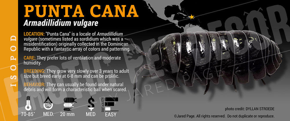 Armadillidium vulgare 'Punta Cana' isopod label