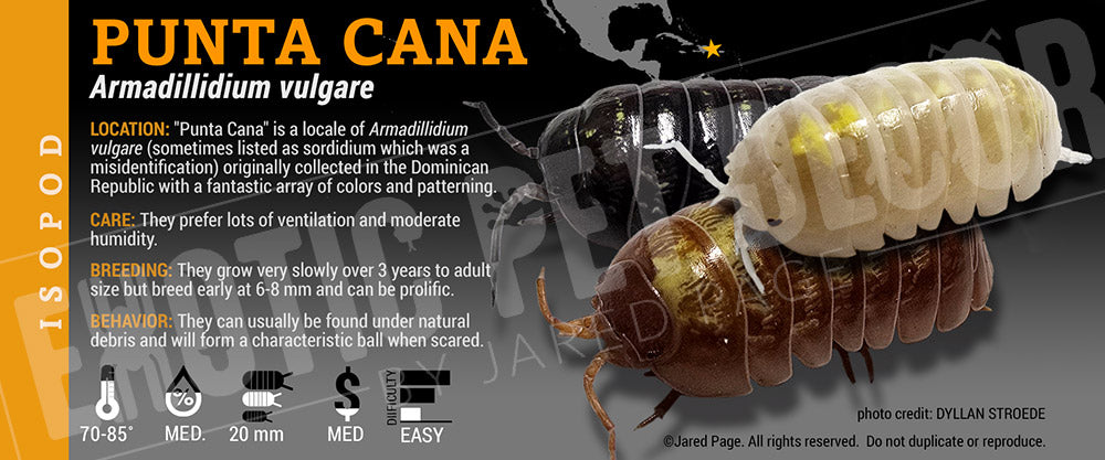 Armadillidium vulgare 'Punta Cana' isopod label