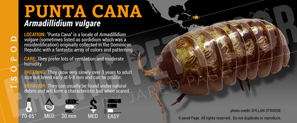 Armadillidium vulgare 'Punta Cana' isopod label