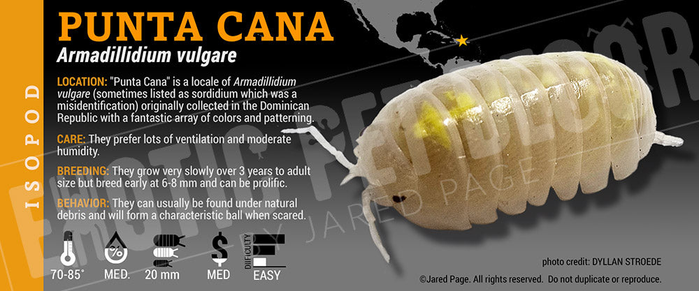 Armadillidium vulgare 'Punta Cana' isopod label