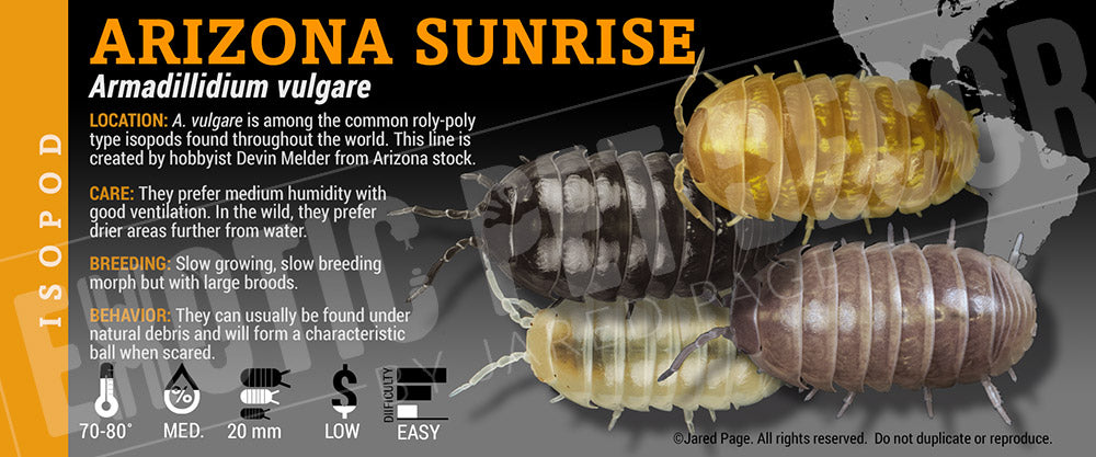 Armadillidium vulgare 'Arizona Sunrise' isopod label