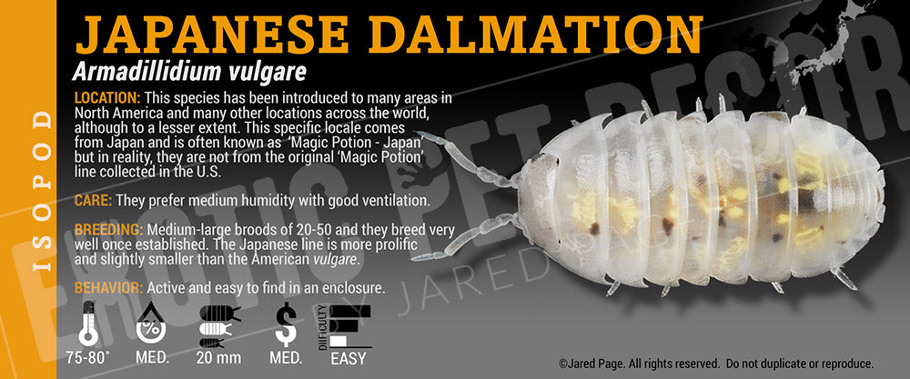 Armadillidium vulgare 'Magic Potion' isopod label